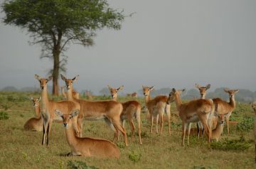 Oribi (antelope) in Uganda Africa by linda ter Braak