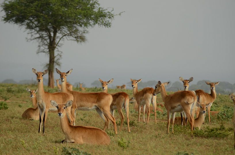 Oribis Antilopen in Oeganda Afrika van linda ter Braak