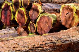 Mammoth Trees - Place of Power