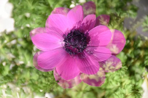 Surrealistische bloemen