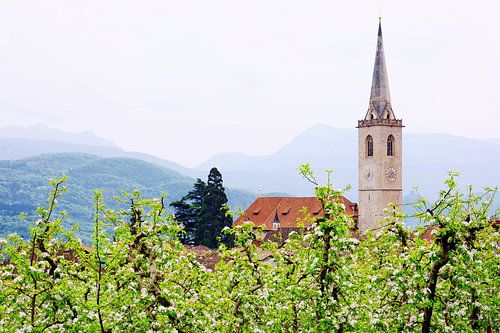 Kaltern in appelbloesem