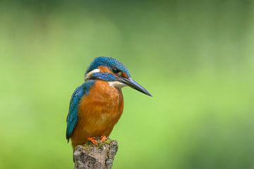 IJsvogel kijkt naar beneden van Remco Van Daalen