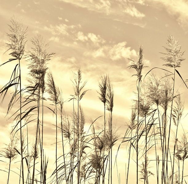 Rietgras in sepia van Werner Lehmann