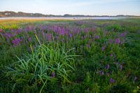 Zonsopkomst Lentevreugd Wassenaar