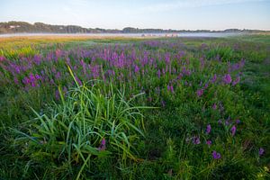 Zonsopkomst Lentevreugd Wassenaar sur Menno van Duijn