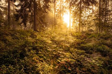 The forest by Steffen Henze