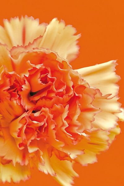 Foto van een oranje anjer. van Therese Brals