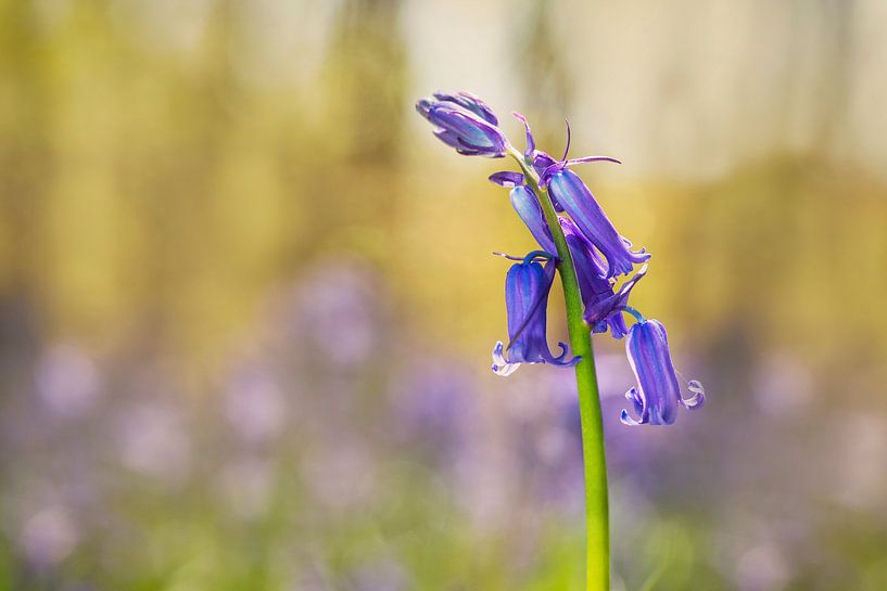 Wild Hyacinth or Boshyacinth (Hyacinthoides non-scripta) by Carola Schellekens