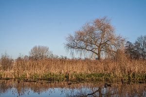 Boom bij het water
