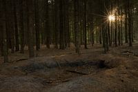 sunset in the forest
