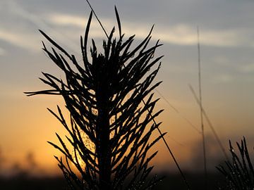 Morgentau von Yvette de Vries