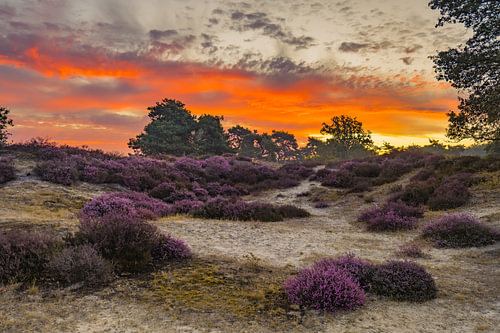 heath