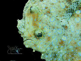 Pfauenflunder Porträt, Bonaire von Joseph M. Bowen Photography