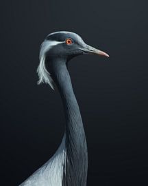 La Demoiselle sur fegari