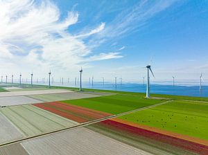 Tulpen, die im Frühling auf landwirtschaftlichen Feldern wachsen, von oben gesehen