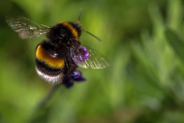 Bij op Lavendel