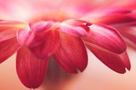 Gerbera-Blütenblätter von LHJB Photography Miniaturansicht