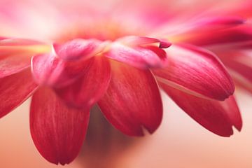 Gerbera-Blütenblätter von LHJB Photography
