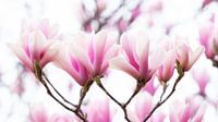 Magnolia aankondiging voorjaar van Francis Dost thumbnail