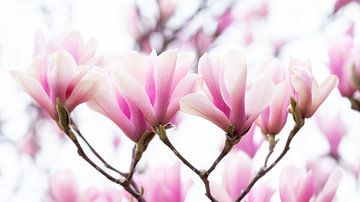 Magnolia aankondiging voorjaar van Francis Dost