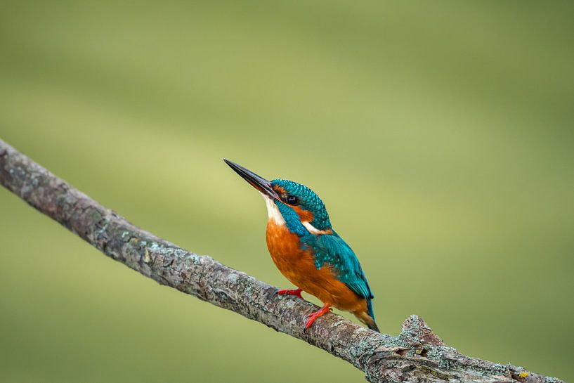 ijsvogel kingfisher  by Jelle Mijnster