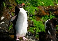 Douchende pinguin onder waterval