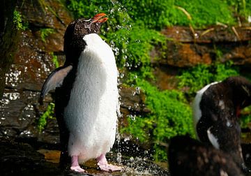 Showering Rockhopper Pinguin by Remco van Kampen