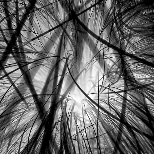 Verweven grassprieten in een ander licht - zwart