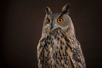 Owl portrait
