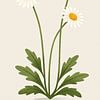 Marguerite, illustration botanique dans un style minimaliste sur Eduard Broekhuijsen