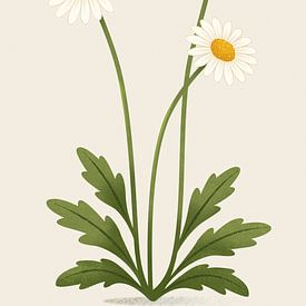 Marguerite arbustive, illustration botanique dans un style minimaliste sur Eduard Broekhuijsen