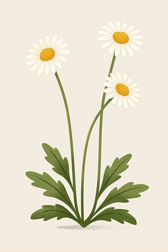 Margerite, botanische Illustration im minimalistischen Stil von Eduard Broekhuijsen