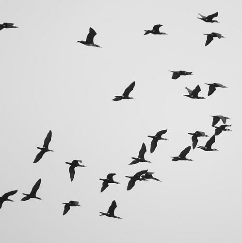 A Flock of Cormorants