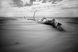 Driftwood by Felix Lachmann
