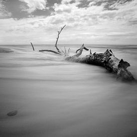 Driftwood by Felix Lachmann