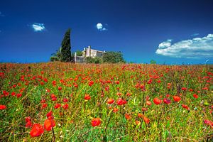 Finca mit Mohnblumenfeld auf Mallorca im Sommer