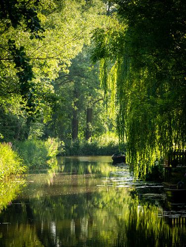Zonsondergang door de bomen