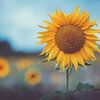 Tournesols sur Caroline Meister