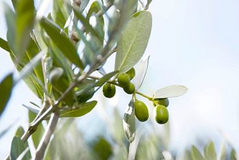 olive2011