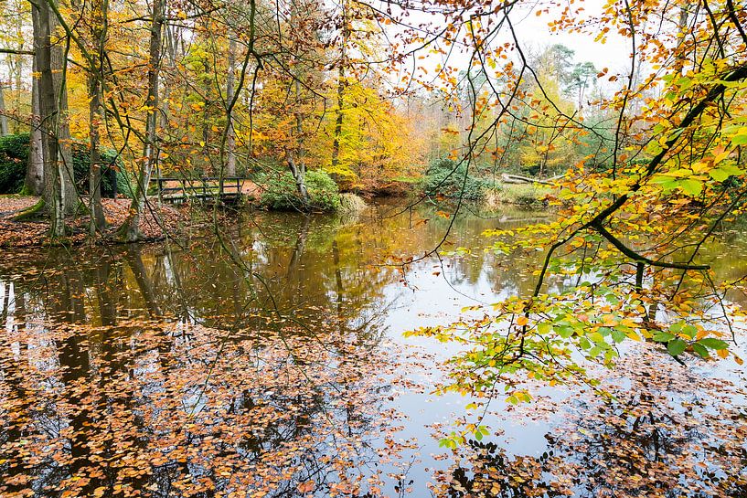 fall colors in forest with pond by Ben Schonewille
