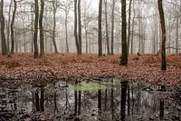 Nebelwald Veluwe Kroondomein Het Loo