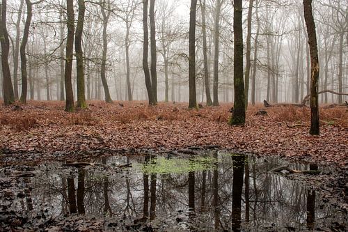 Mistig bos Veluwe Kroondomein Het Loo