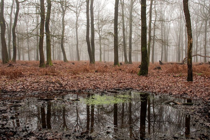 Misty forest Veluwe Kroondomein Het Loo by Esther Wagensveld