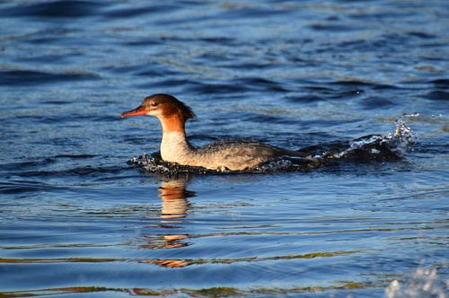Een eend op het meer in de herfst