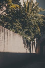 Palm on a Concrete Wall