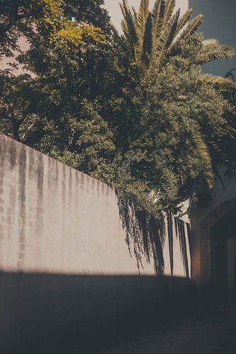 Un palmier devant un mur en béton