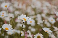 A flower field with daisies