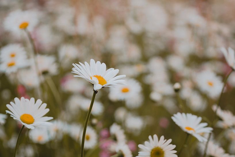 Een bloemenveld met margrieten van Robin van Steen