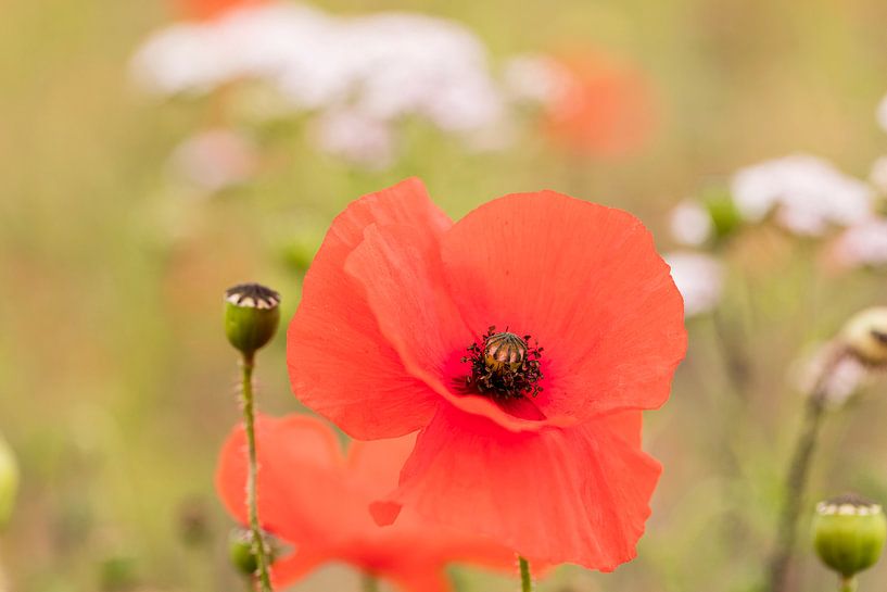 Mohnblumen von André Dorst