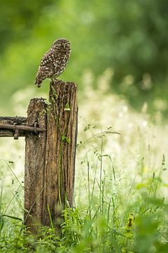 Little owl by Gonnie van de Schans